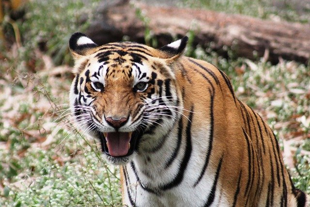 Free download tiger animal zoo large cat stripes free picture to be edited with GIMP free online image editor