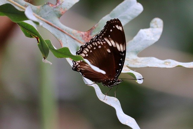 Free download tiger butterfly butterfly insect free picture to be edited with GIMP free online image editor