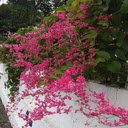 Tiger flower fence wallpaper  screen for extension Chrome web store in OffiDocs Chromium