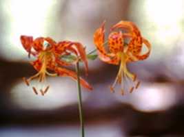 Free download Tiger lilies 1960s free photo or picture to be edited with GIMP online image editor