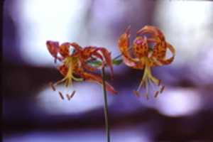 Free download Tiger lilies 1970s free photo or picture to be edited with GIMP online image editor