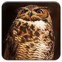 Tiger Owl  screen for extension Chrome web store in OffiDocs Chromium