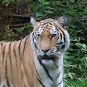 Tiger Owner  screen for extension Chrome web store in OffiDocs Chromium