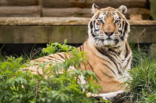Free download tiger rescue carolina tiger rescue free picture to be edited with GIMP free online image editor