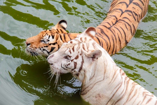 Free download tigers swimming playing in the water free picture to be edited with GIMP free online image editor