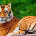 Tiger: The Majestic Striped Predator  screen for extension Chrome web store in OffiDocs Chromium