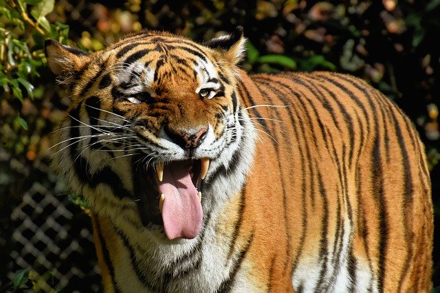 Descarga gratis la imagen traviesa de la lengua del tigre para editar con el editor de imágenes en línea gratuito GIMP