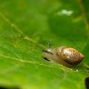 Tiny snail  screen for extension Chrome web store in OffiDocs Chromium