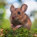 Tiny Woodland Mouse Theme – A Hidden Gem of the Forest  screen for extension Chrome web store in OffiDocs Chromium