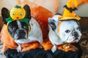 Free download Tips For Your Pet Health During Halloween | Castle Veterinary Clinic free photo or picture to be edited with GIMP online image editor