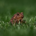 Toad and Green Grass  screen for extension Chrome web store in OffiDocs Chromium