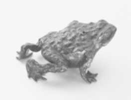 Free download Toad free photo or picture to be edited with GIMP online image editor
