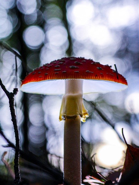 Muat turun percuma gambar toadstool nature forest light percuma untuk diedit dengan editor imej dalam talian percuma GIMP