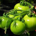 Tomatoes are crunchy  screen for extension Chrome web store in OffiDocs Chromium