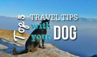 Faça o download gratuito de fotos ou imagens gratuitas com as 5 melhores dicas de viagem com seu cachorro para serem editadas com o editor de imagens on-line do GIMP