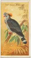 Free download Top Knot Pigeon, from the Birds of the Tropics series (N5) for Allen & Ginter Cigarettes Brands free photo or picture to be edited with GIMP online image editor