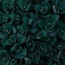Top View Photo of Green Plants  screen for extension Chrome web store in OffiDocs Chromium