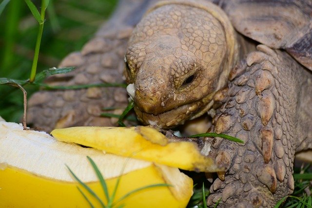 Free download tortoise animal pet banana eating free picture to be edited with GIMP free online image editor