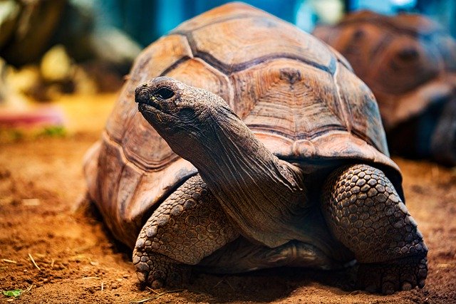 免费下载乌龟动物野生动物乌龟免费图片使用 GIMP 免费在线图像编辑器进行编辑