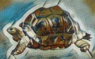 Free download Tortoise free photo or picture to be edited with GIMP online image editor