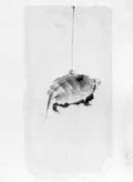 Free download Tortoise Suspended By String free photo or picture to be edited with GIMP online image editor
