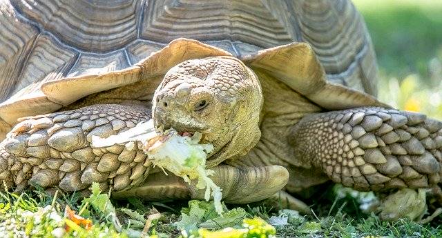 Téléchargement gratuit Tortoise Turtle Nature - photo ou image gratuite à éditer avec l'éditeur d'images en ligne GIMP
