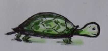 Free download Tortu free photo or picture to be edited with GIMP online image editor