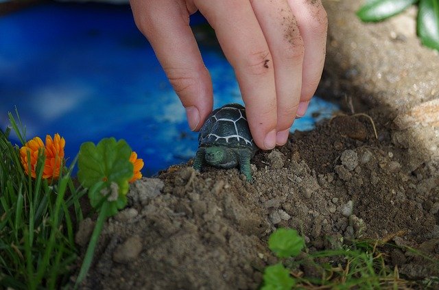 Free download toys he plays turtle the animal free picture to be edited with GIMP free online image editor