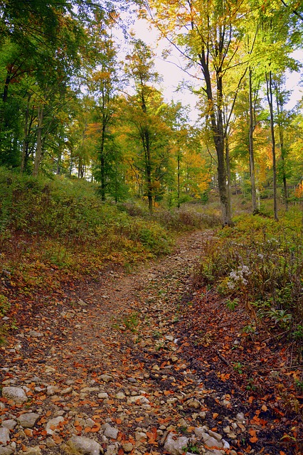 Baixe gratuitamente a imagem gratuita da excursão de outono na floresta da trilha para ser editada com o editor de imagens on-line gratuito do GIMP