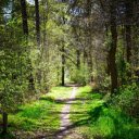 Trail into the forest  screen for extension Chrome web store in OffiDocs Chromium