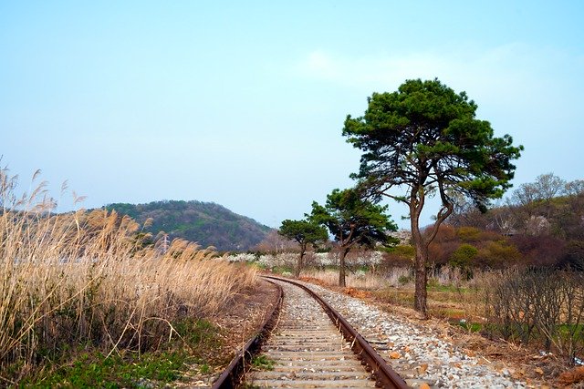 Téléchargement gratuit d'une image gratuite de roseaux de chemin de fer de voie ferrée à modifier avec l'éditeur d'images en ligne gratuit GIMP