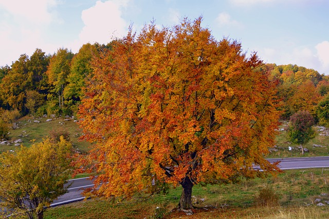 Free download tree autumn mountain free picture to be edited with GIMP free online image editor