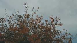 Descarga gratuita Tree Autumn Nature: video gratuito para editar con el editor de video en línea OpenShot