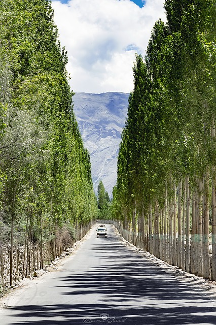 Descarga gratuita Tree Avenue Beauty Road Indus Imagen gratuita para editar con el editor de imágenes en línea gratuito GIMP