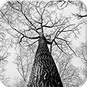 Unduh gratis Tree Branches - foto atau gambar gratis untuk diedit dengan editor gambar online GIMP