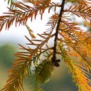 Tree branches with red leaves  screen for extension Chrome web store in OffiDocs Chromium