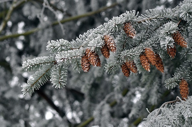 Free download tree cones frost snowy pine free picture to be edited with GIMP free online image editor