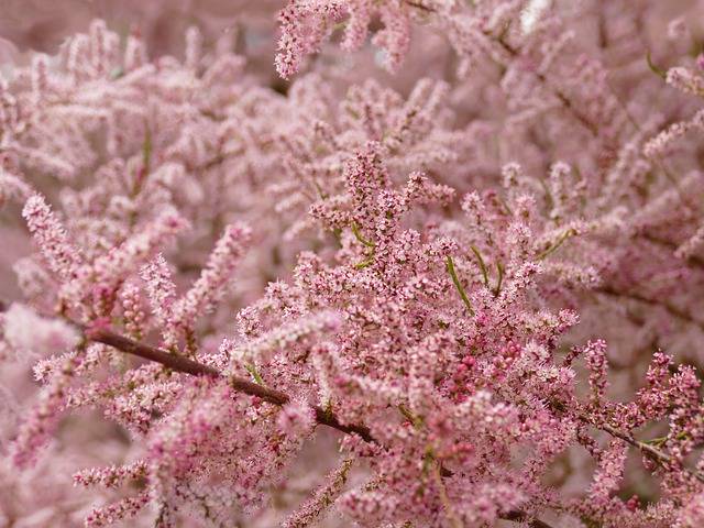 Download gratuito di fiori d'albero rosa piante di tamaris immagine gratuita da modificare con l'editor di immagini online gratuito GIMP