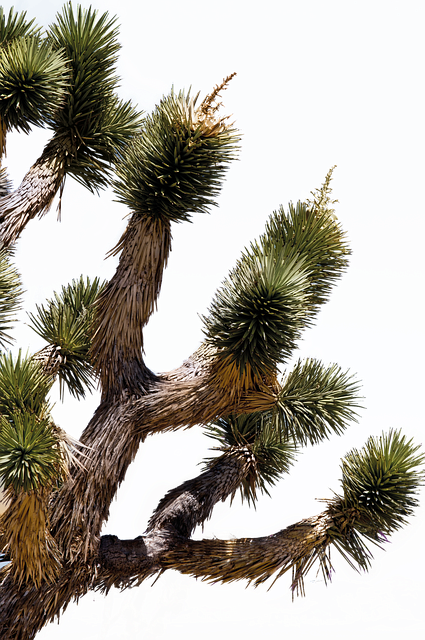 Muat turun percuma templat foto percuma Tree Isolated Nature untuk diedit dengan editor imej dalam talian GIMP