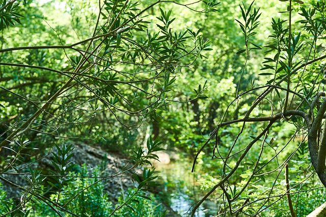 Скачать бесплатно сезон листьев деревьев лето весна бесплатное изображение для редактирования с помощью бесплатного онлайн-редактора изображений GIMP