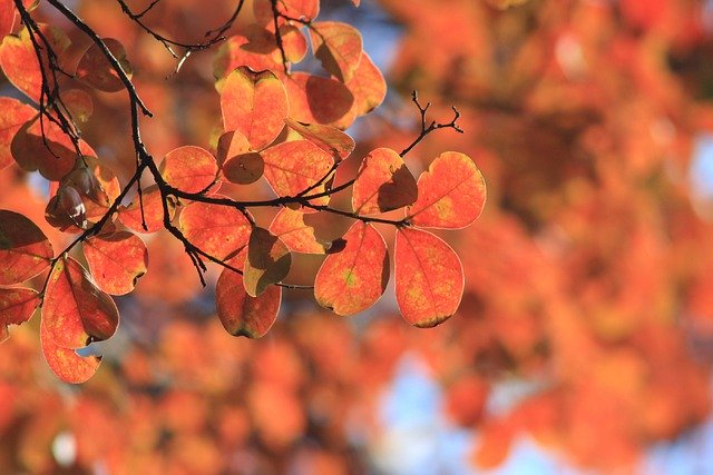 Free download tree leaves branch outdoors autumn free picture to be edited with GIMP free online image editor