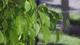 Libreng download Tree Leaves Green - libreng larawan o larawan na ie-edit gamit ang GIMP online na editor ng imahe