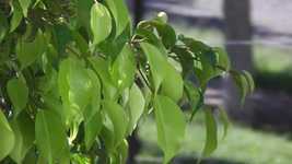 Free download Tree Leaves Green -  free photo or picture to be edited with GIMP online image editor