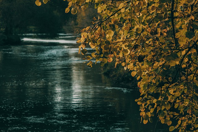 Kostenloser Download Baum Blätter Fluss Wasser Herbst kostenloses Bild, das mit dem kostenlosen Online-Bildeditor GIMP bearbeitet werden kann
