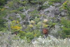 ดาวน์โหลดฟรี Tree lichens บนเกาะ Gable Island ฟรีรูปภาพหรือรูปภาพที่จะแก้ไขด้วยโปรแกรมแก้ไขรูปภาพออนไลน์ GIMP