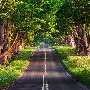 Tree Lined Pathway  screen for extension Chrome web store in OffiDocs Chromium