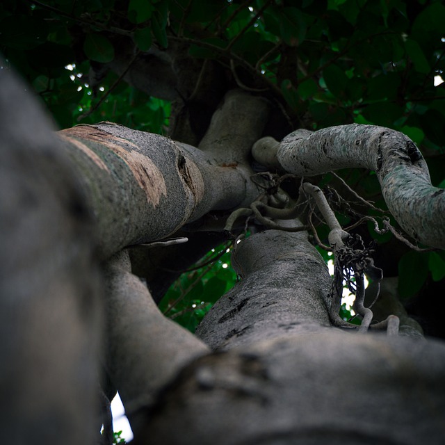 Bezpłatne pobieranie drzewo natura las las drzewo bezpłatne zdjęcie do edycji za pomocą bezpłatnego edytora obrazów online GIMP