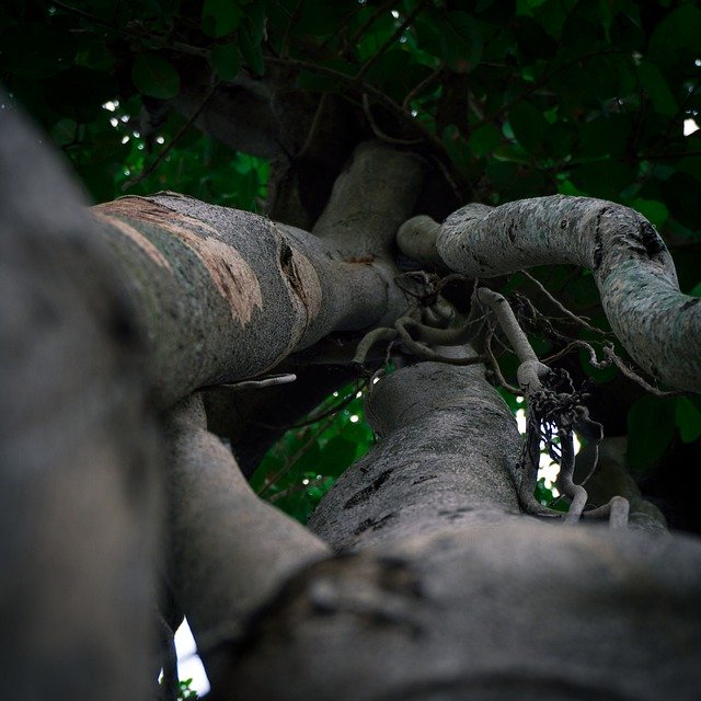 Free download tree nature forest forest tree free picture to be edited with GIMP free online image editor