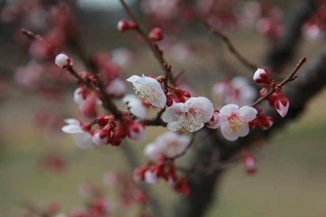 Free download tree nature quarter outdoors free picture to be edited with GIMP free online image editor