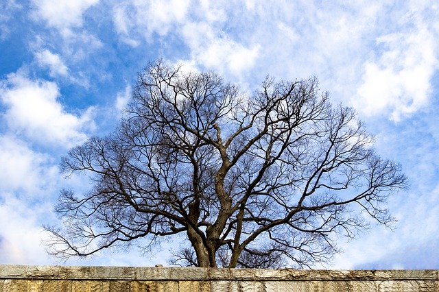 Free download tree old tree nature landscape free picture to be edited with GIMP free online image editor